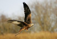 /album/birds-of-prey/copy-1-of-gig3-212-filtered-jpg/